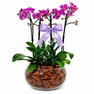 Dupla de Mini Orquídeas Pink no Vaso de Vidro