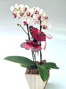 Mini Orquídea Simi Alba  Borboleta