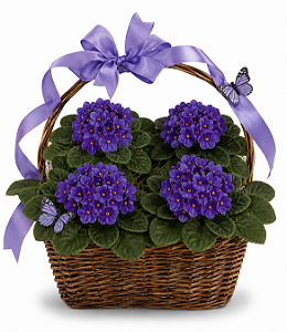 Surpresa de violetas Roxas