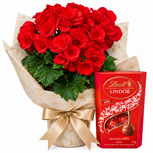 Begônia Grande & Lindt 37g