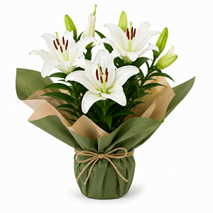 Lirio Branco Plantado