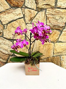 Mini Orquídea  Phalaenopsis Pink