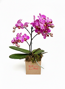 Mini Orquídea Phalaenopsis Pink Com Cachepô