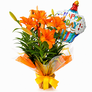 Lírio laranja Plantado com balão Happy-day