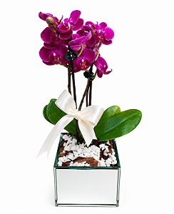 Mini Orquídea Rara Pink No Vaso Espelhado
