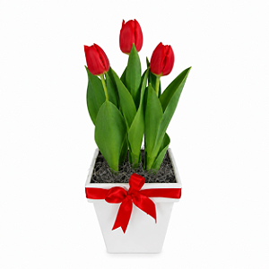Tulipa Vermelha No Cachepô Decorado