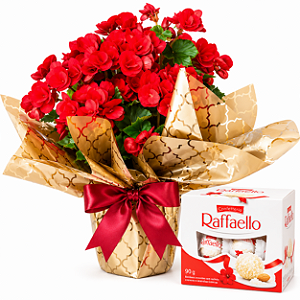 Begônia Encanto & Raffaello