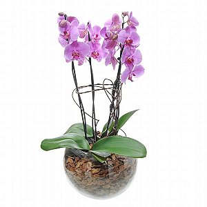 Arranjo de Orquídea PHALAENOPSIS Plantada Lilás