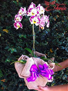 SOFISTICADA ORQUÍDEA EXÓTICA 3 EM 1