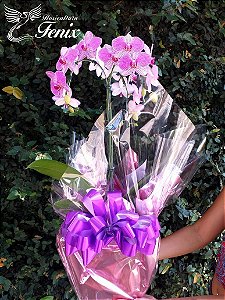 SOFISTICADA ORQUIDEA PINK 3 EM 1
