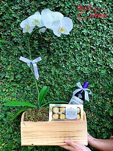 Luxuoso Kit Orquídea Vinho e Chocolate