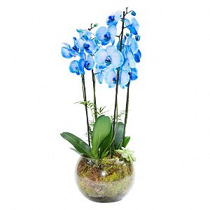 Orquídea Azul em Vaso Grande de Vidro com 4 hastes