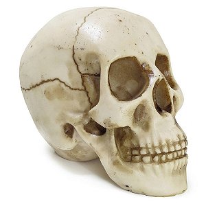 Crânio - Caveira