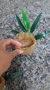 NINHO - COLEIRO / PAPA CAPIM