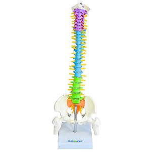 COLUNA VERTEBRAL COLORIDA E FLEXÍVEL DE 40 CM C/ BASE -SDORF