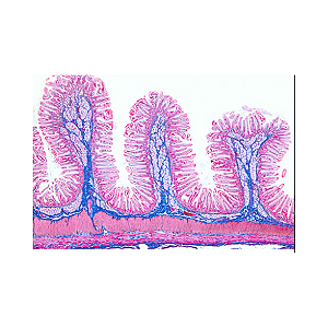 KIT C/ 80 LAMINAS PREPARADAS ESTUDO HISTOLOGIA - SDHI-80