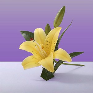 Haste Flor Permanente - Lírio com Folhas - Amarelo - 38cm - 1 unidade - Cromus - Rizzo