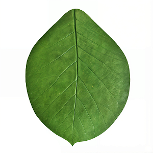 Folha em Látex G Apuí Verde - Kazumbá - AC