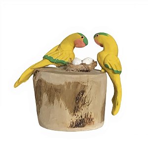 Casal de Arara Amarelinha com Ovos - Olinda - MS