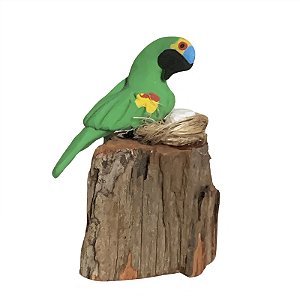 Arara Verde com Ovos - Olinda - MS