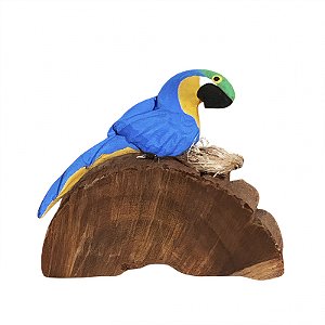 Arara Canindé com Ovos - Olinda - MS