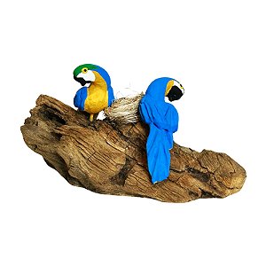 Casal de Arara Canindé com Ovos - Olinda - MS