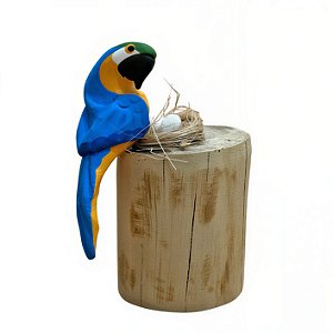 Arara Canindé com Ovos - Olinda - MS