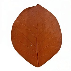 Folha em Látex G Apuí Telha - Kazumbá - AC