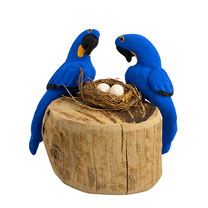 Casal de Arara Azul com Ovos - Olinda - MS
