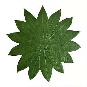 Folha em Látex G Seringueira Verde - Kazumbá - AC