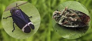 Metarhizium anisopliae - Tripes, Cigarrinhas, Traças.