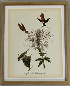 QUADRO GRAVURA HUMMINGBIRD E FLORES