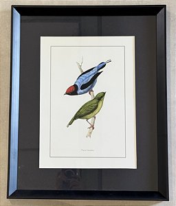 QUADRO GRAVURA PÁSSAROS COM PASPATUR PRETO