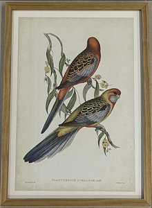 QUADRO GRAVURA PÁSSAROS DA AUSTRÁLIA CXVI