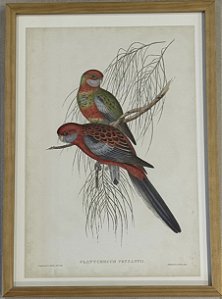 QUADRO GRAVURA PÁSSAROS DA AUSTRÁLIA C - COM PASPATUR