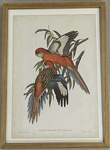 QUADRO GRAVURA PÁSSAROS DA AUSTRÁLIA CXXVIII