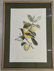 QUADRO GRAVURA PÁSSARO AMARELO E PRETO COM PASPATUR VERDE