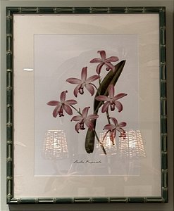 QUADRO GRAVURA ORQUÍDEAS ROSA COM MOLDURA EM BAMBU VERDE