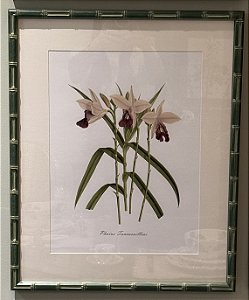 QUADRO GRAVURA ORQUÍDEAS EM BAMBU COM MOLDURA EM BAMBU VERDE