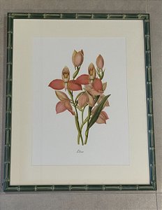 QUADRO GRAVURA ORQUÍDEAS CORAL COM MOLDURA EM BAMBU VERDE