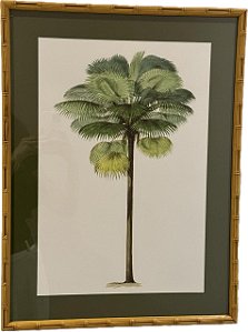 QUADRO GRAVURA PALM FAN COM PASPATUR VERDE E MOLDURA BAMBU