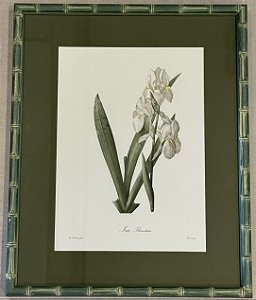 QUADRO GRAVURA FLORES  IRIS FLORENTINA COM PASPATUR VERDE E MOLDURA BAMBU VERDE