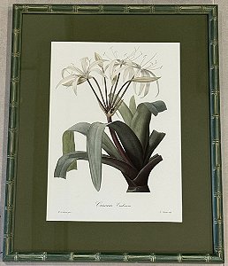 QUADRO GRAVURA FLORES CRINUM COM PASPATUR VERDE E MOLDURA BAMBU VERDE