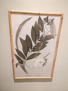 QUADRO DESMONCUS CUYABAWNSIS COM MOLDURA BAMBU NATURAL