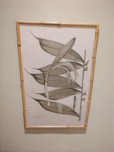QUADRO BACTRIS SILVATICA COM MOLDURA BAMBU NATURAL