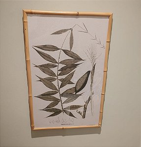 QUADRO DESMONCUS CAESPITOSUS COM MOLDURA BAMBU NATURAL