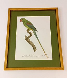 QUADRO GRAVURA PAPAGAIO DE OMBREIRAS VERMELHAS