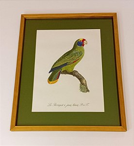 QUADRO GRAVURA PAPAGAIO DE BOCHECHAS AZUIS