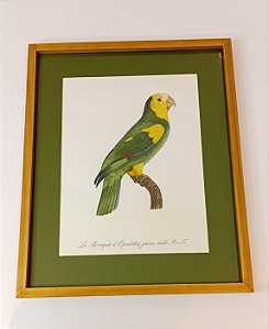 QUADRO GRAVURA PAPAGAIO DE OMBREIRAS AMARELAS