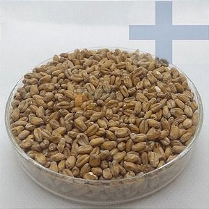 Viking Wheat Malt - trigo claro